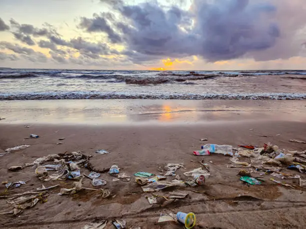 paper cups vs plastic cups Environmental Impact