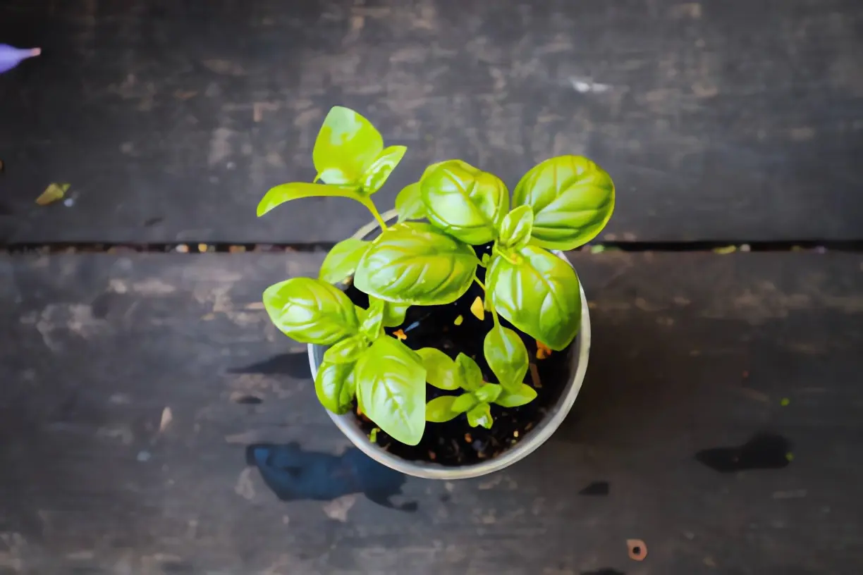 Mini Plant Pots