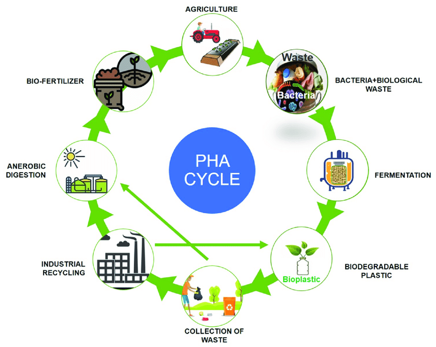 Polyhydroxyalkanoates PHA production and degradation cycle huali 1